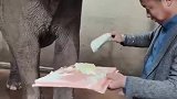 给大象吃蛋糕它生气了