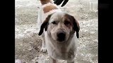 这才是中国真正的神犬，甩洋狗几条街，你是知道是什么吗
