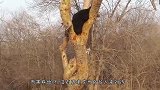 黑熊捕食野猪，而野猪却完全不自知，结果让人意外