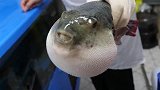 男子趁着河豚吸气时，给它抽了一根烟，镜头拍下搞笑一幕