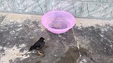 今年头窝八哥鸟，看它洗澡像只丑小鸭