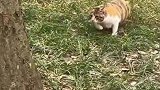 猫咪捕鸽子，飞扑跳跃瞬间将鸽子拿下