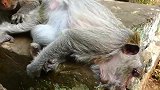 猴妈老了，无力地躺在地上，岁月啊！你慢些走吧