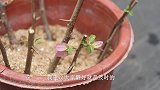 三角梅这个时候开花，可不是什么好事，及时摘除为好！