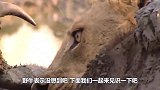 狮子啃咬受困野牛，怎料却被野牛直接坑死，野牛：没想到吧！
