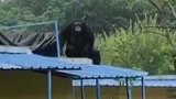 合肥野生动物园逃脱大猩猩被控制 脱逃大猩猩自拔麻醉针