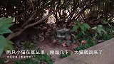 有两只小猫咪在路边草丛里，我刚去逗几下，就被大猫发现了