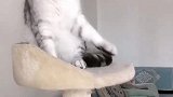 粉丝专门来家挑衅团子