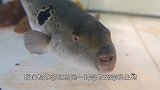 男子在河边捡到一只可爱河豚，刚捧在手中河豚就吐了！