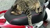 好跩的猫咪，霸占别人的车子还耍无赖
