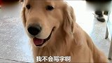 金毛帮生病女主人拿快递