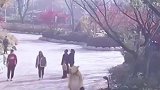 治愈系，我也希望有只小黄龙！