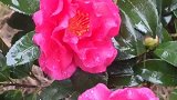 茶花在雨中更觉得娇艳动人。