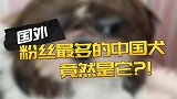 国外粉丝最多的中国犬！