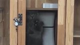 猫：快来人呀，快放我出去，不然我把柜子给你挠烂！