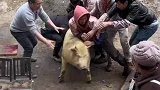 村民杀年猪，一群人差点按不住