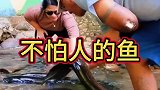 这么大的鱼你们见过吗