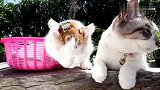 猫咪带着它的新宠青蛙在晒日光浴，网友：好羡慕这样的生活
