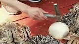 孵化鸵鸟需要人工敲碎蛋壳，那么野生的鸵鸟蛋该怎么办？