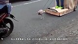 摩托车排气管接上喇叭，轰的一声，公牛瞬间发怒了