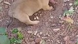 狗子将骨头种在地里