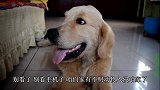 有不明动物入侵到小虎家了，金毛让小虎布陷阱捕抓，这傻狗可真坏
