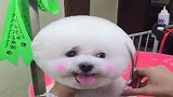 巨贵的小多多，每次来美容都要我3天生活费！