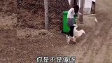 搞笑：美女在农村街头被大鹅围攻，这看着都心疼啊！