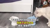 开饭前猫咪的饭碗被掀翻，而狗子还在炫饭