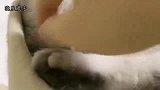 女主给猫咪团子买了只新宠，瞧这家伙满眼的“杀气”，太可怕了