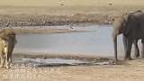 大象正在喝水，一头雄狮突然发起进攻，结果就悲剧了！