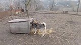 2只狗对着木屋狂吠不止，里面竟有奇特生物