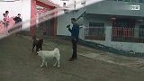 眼见女神和别狗打闹，中华田园犬阿黄妒火中烧，骂骂咧咧倍受煎熬