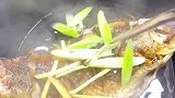 「鲫鱼豆腐汤」汤汁香浓，做法超简单，为啥要选公鲫鱼，你懂的
