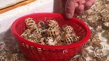 盐焗花螺，潮汕人海鲜原汁原味的做法，下酒又下饭