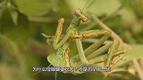 为啥母螳螂要“吃夫”不是为了下一代！原来我们被骗了这么多年