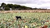 牧羊犬带领羊群，攻下邻居家的菜地！