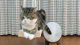 日本的一只打鼓非常准的猫咪,实在是太萌了吧