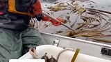 阿拉斯加牛鞭海带，第一次见像水管一样的海带