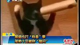 黑猫也打“咏春拳” 架势十足被称“猫问”-7月30日