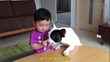 狗狗抢吃小主人手中的食物，小主人哭狗狗也嚎叫，太逗了