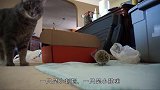 猫咪闲来无事，对着刺猬放了一个屁，刺猬屁股痛吗