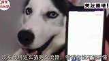 主人为了检测自己的狗爱自己，拿刀架在脖子上，主人你是疯了吗？