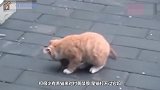 猫咪和黄鼠狼打架，到底谁更厉害？