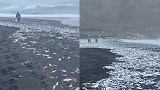 沿海岸线绵延数百米！日本东京都海边出现大量死鱼 原因不明
