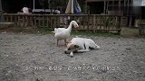 大白鹅欺负狗狗,萌娃看不下去了,打算好好教训教训大白鹅