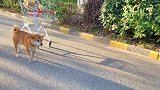 今天让小柴取快递