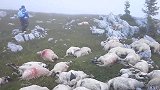 棕熊袭击羊群，农场主带领牧羊犬疯狂撕咬，棕熊只能慌忙逃跑！