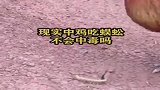 现实生活中鸡吃蜈蚣，不会中毒吗