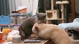 猫：你给我走开点，你是狗，不能上桌子的！